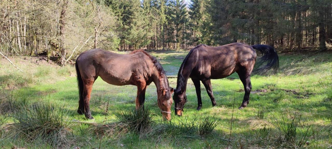 Zacisze Pod Bukami Leilighet Gornica Eksteriør bilde